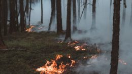 Darmstadt verschärft Schutzmaßnahmen: Grillverbot und verstärkte Überwachung nach Hitzeperiode Darmstadt verschärft Schutzmaßnahmen: Grillverbot und verstärkte Überwachung nach Hitzeperiode