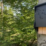 Führung zu Fledermäusen im Licht und Luftbad Hanau am 28. August