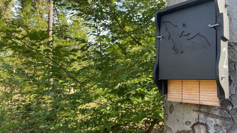 Führung zu Fledermäusen im Licht und Luftbad Hanau am 28. August