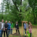 Hanau pflanzt Zitterpappel am Kinzigufer und bringt Baum des Jahres in die Innenstadt