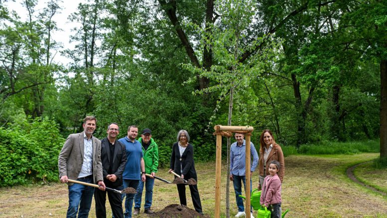 Hanau pflanzt Zitterpappel am Kinzigufer und bringt Baum des Jahres in die Innenstadt