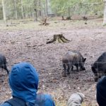 Herbstferien in Hanau: 26 Kinder erleben eine Woche im Wildpark Alte Fasanerie