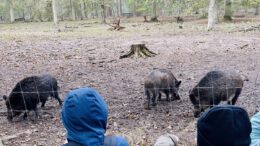 Herbstferien in Hanau: 26 Kinder erleben eine Woche im Wildpark Alte Fasanerie Herbstferien in Hanau: 26 Kinder erleben eine Woche im Wildpark Alte Fasanerie