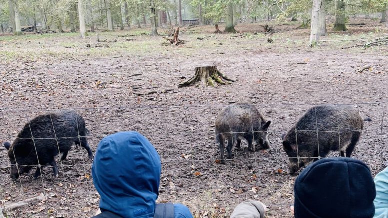 Herbstferien in Hanau: 26 Kinder erleben eine Woche im Wildpark Alte Fasanerie