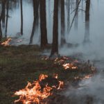 Warnstufe 4 wegen Trockenheit: Stadt und HessenForst untersagen offenes Feuer und Rauchen im Wald